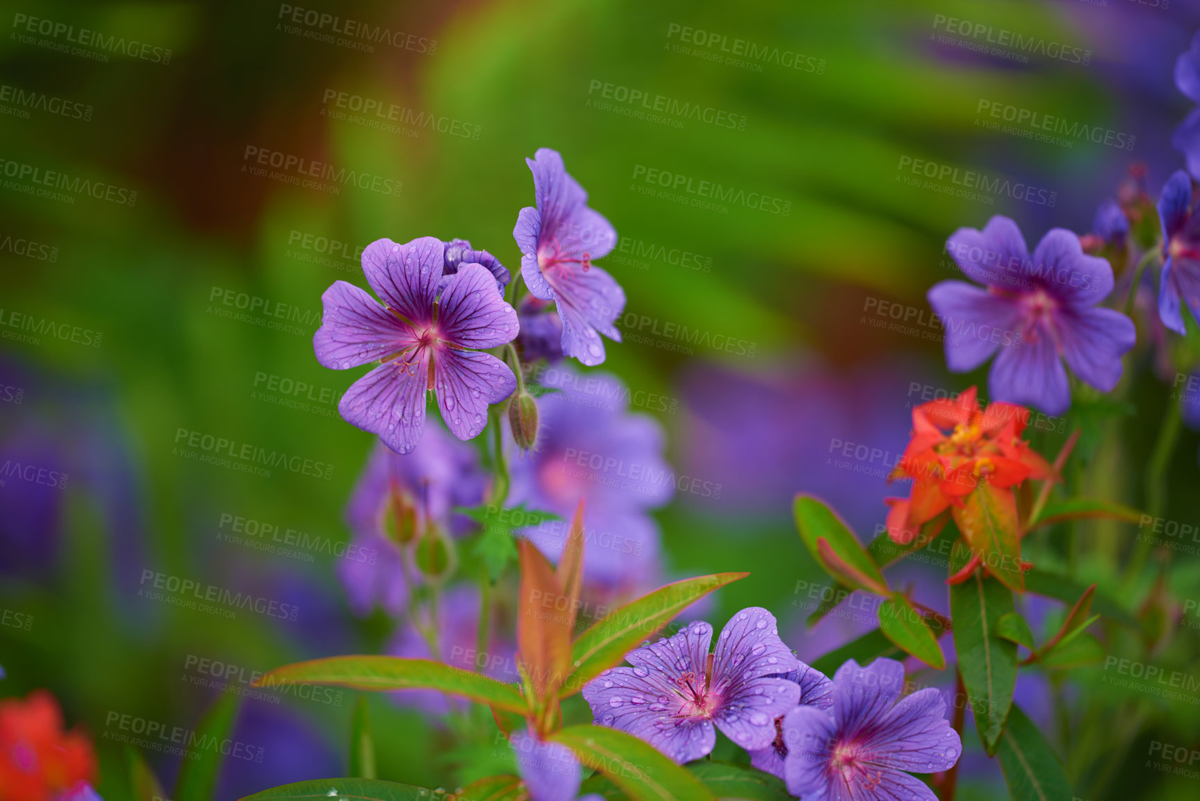 Buy stock photo Beautiful meadow cranesbill growing in a botanical garden in summer. Meadow geranium blooming on green grassy field in spring. Pretty flowering plants budding in a natural environment. Growing flora