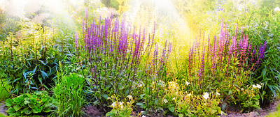 Buy stock photo View of vibrant purple foxglove flowers blossoming, growing in remote field or home garden. Group of delicate, fresh summer plants blooming nature. Colourful flower also known as lady's glove