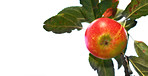 Fresh apple in the garden