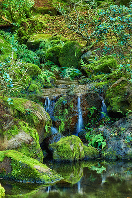 Buy stock photo Beautiful view of a small waterfall in a forest on a summer day. Peaceful view of gently flowing water into a pond in a jungle. Scenic cascade with lush green plants with a reflection in the lake