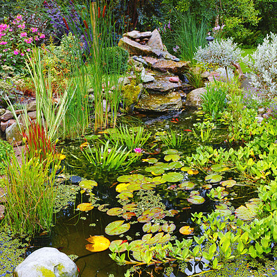 Buy stock photo Overgrown koi fish pond in a garden outside. Variety of aquatic plants like lily pads, cattails, and lotus flowers growing in ornamental japanese water feature. Tranquil, serene and calm nature scene