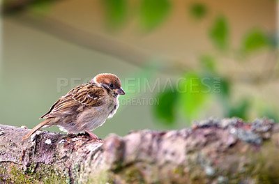 Buy stock photo Bird, sparrow and branch outdoor with green leaves, nature and environment for conservation and wildlife. Animal, feather and natural specie with ecosystem, habitat or sustainability for biodiversity