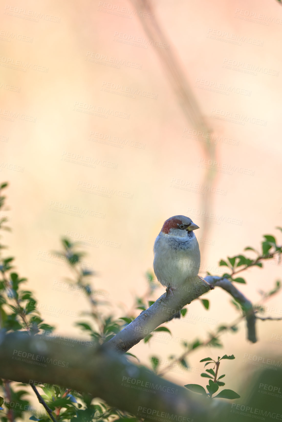 Buy stock photo Bird, sparrow and tree outdoor with leaves, nature and environment for conservation and wildlife. Animal, feather and passeridae specie with ecosystem, habitat or sustainability for biodiversity