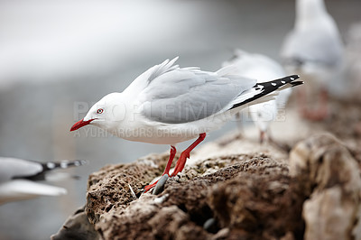 Buy stock photo Birds, seagull and aggressive in nature for wallpaper, habitat protection and territorial in New Zealand. Fishing animals, hostile and ready for fight for sustainability, dominance and defending nest