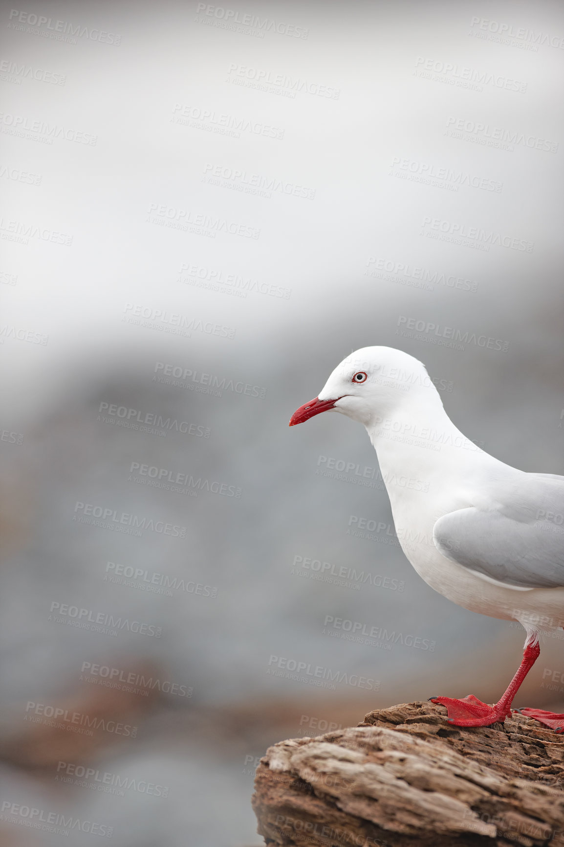 Buy stock photo Bird, seagull and wood in nature space for wallpaper, break and balance in environment for rest. Fishing animal, natural habitat and outdoor on New Zealand island for freedom, sustainability or peace