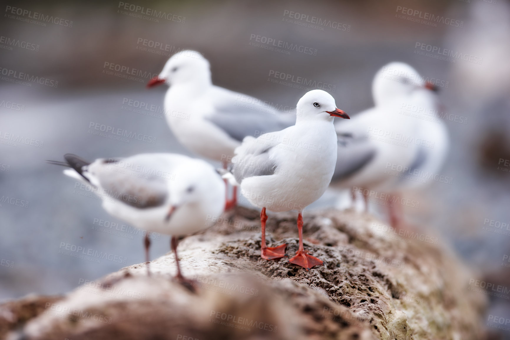 Buy stock photo Birds, seagull and wood outdoor for wallpaper, break and balance in nature for rest. Fishing animals, natural habitat or environment on New Zealand island for freedom, sustainability or colony growth