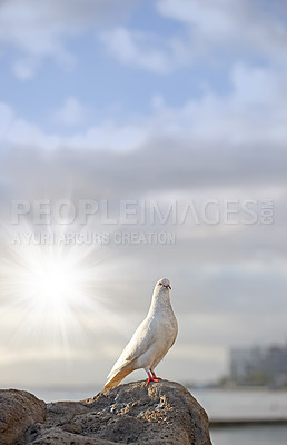 Buy stock photo A dove - elegant and beautiful