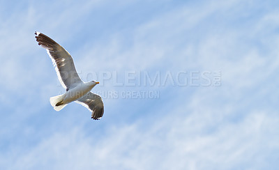 Buy stock photo A photo of a flying sea gull