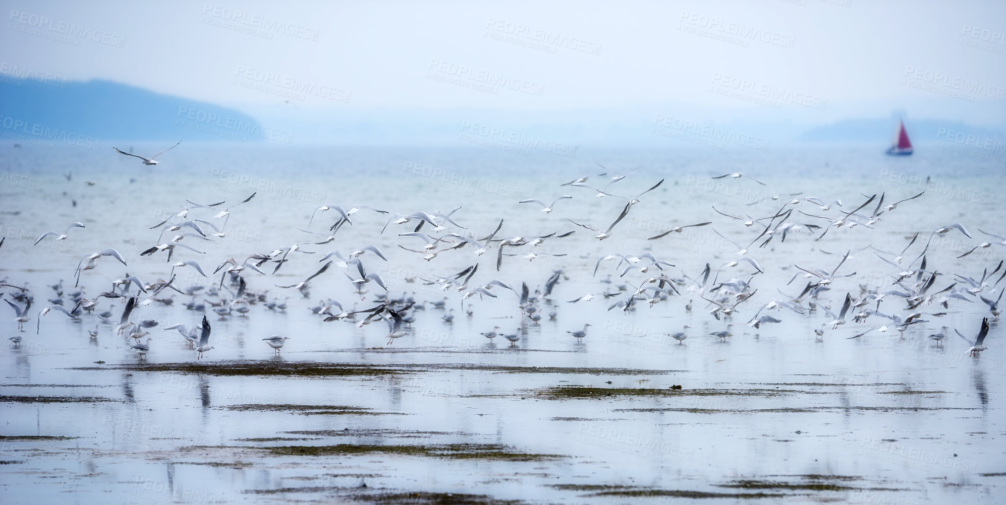 Buy stock photo Birds, seagull and nature in background or texture in birdwatching, adventure and conservation. Animals, migration and habitat for ecology, species and wildlife with outdoor, wallpaper or environment