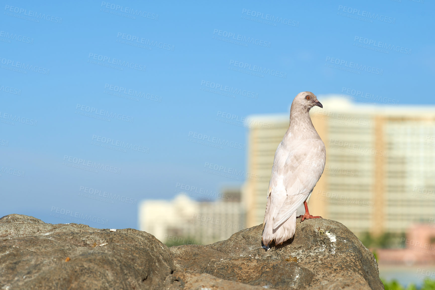 Buy stock photo Birds, seagull and wildlife in wallpaper or texture in birdwatching, adventure and conservation. Animals, migration and habitat for ecology, species and nature with outdoor, background or environment