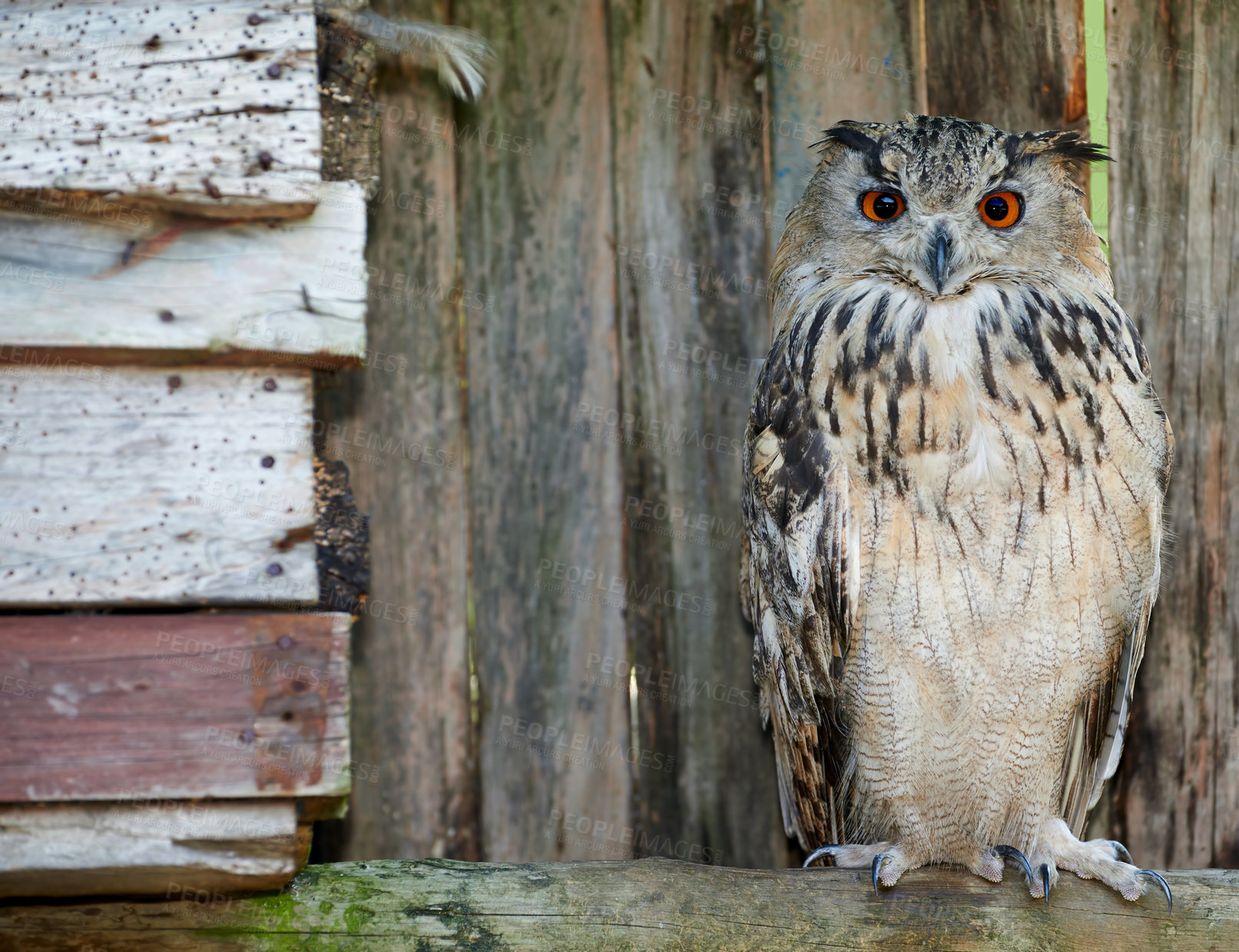 Buy stock photo A photo of a Great Horned owl