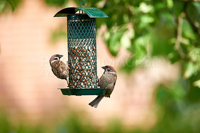 Buy stock photo Sparrows are a family of small passerine birds, Passeridae. They are also known as true sparrows, or Old World sparrows, names also used for a particular genus of the family, Passer