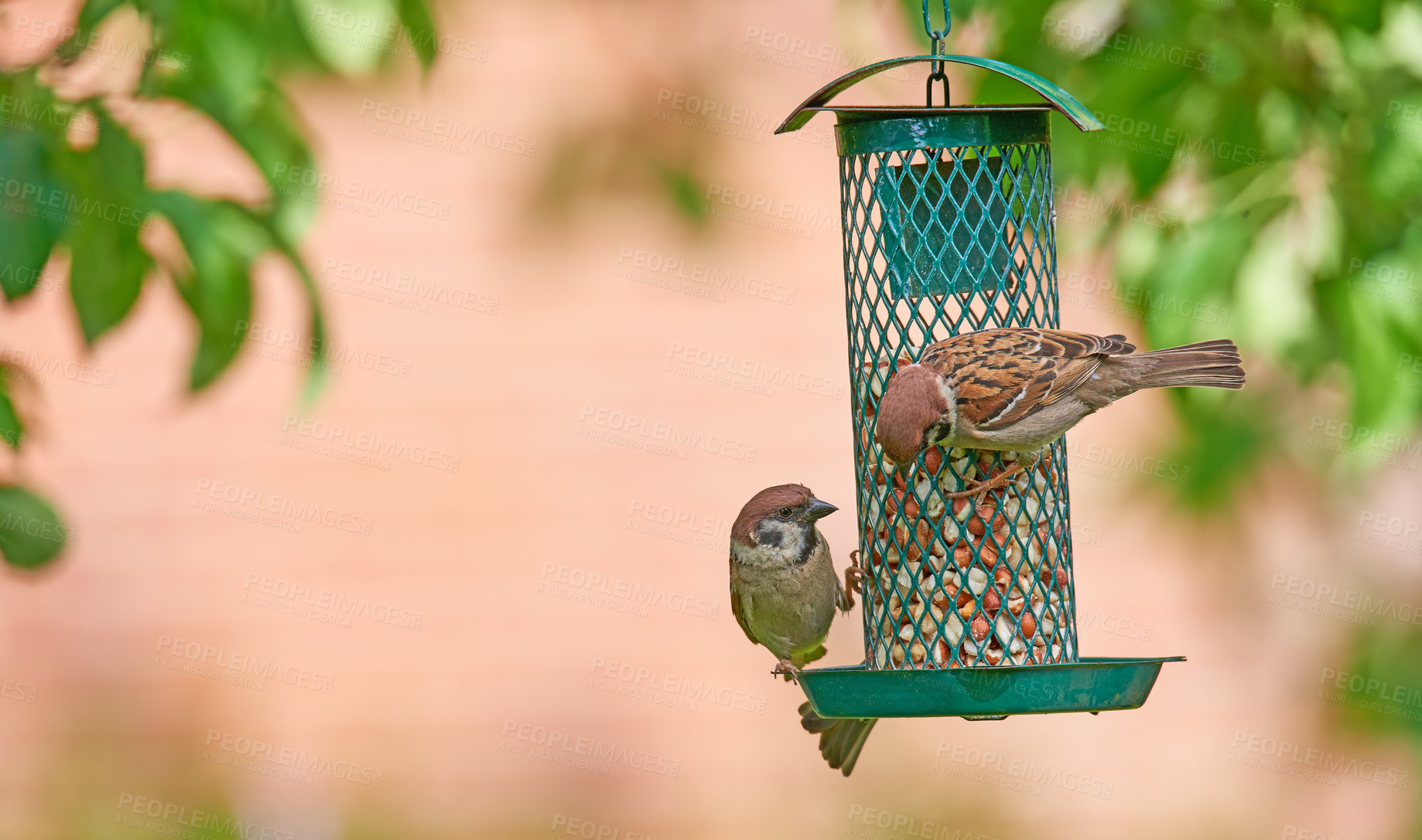 Buy stock photo Birds, sparrow and feeder in garden with food source, seed and wildlife with eating. Feather, spring and outdoor in nature with mockup space and tree with local animals in environment and yard