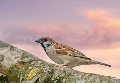 Buy stock photo Bird, sparrow and branch outdoor with sky, nature and environment for conservation and wildlife. Animal, feather and passeridae specie with ecosystem, habitat or sustainability for biodiversity