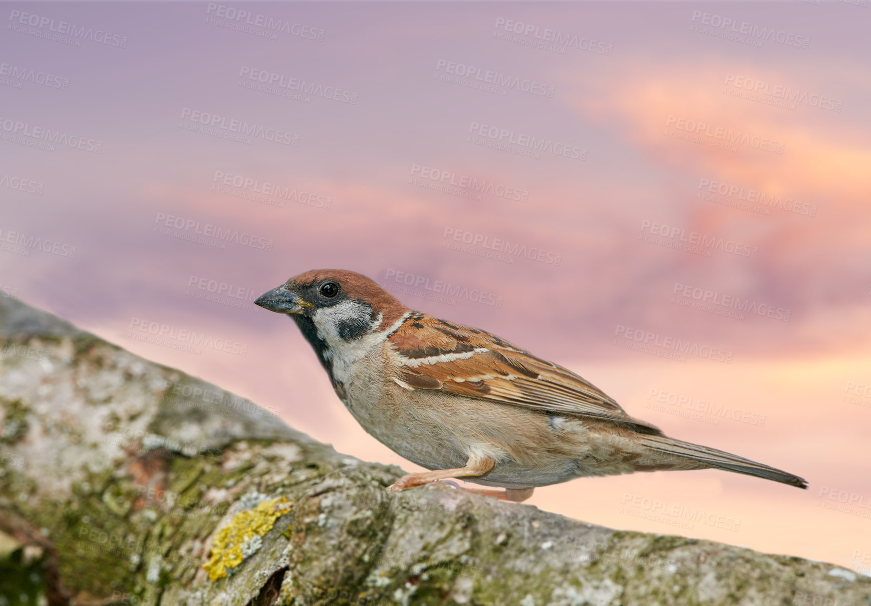 Buy stock photo Bird, sparrow and branch outdoor with sky, nature and environment for conservation and wildlife. Animal, feather and passeridae specie with ecosystem, habitat or sustainability for biodiversity