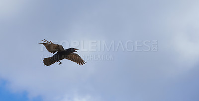 Buy stock photo Bird, cloudy sky and flying for freedom as black crow for wildlife, animals and nature outdoor. Clouds, hunting and adaptability with wings open, feathers and migrate for climate or weather change