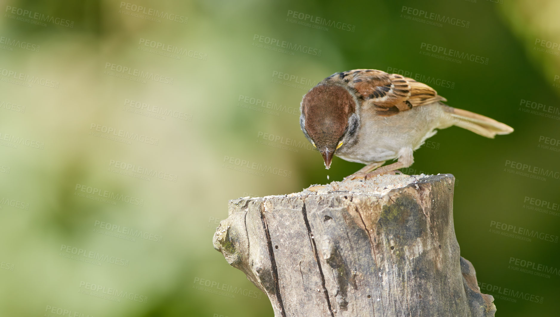 Buy stock photo Bird, sparrow and tree stump outdoor with green, nature and environment for conservation and wildlife. Animal, feather and passeridae specie with ecosystem, habitat or sustainability for biodiversity