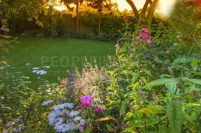 Buy stock photo Garden, landscape and flowers in spring with bloom, grass and lawn with morning and nature. Calm, colorful and sunshine on field with forest, botany and environment with floral bush and plant