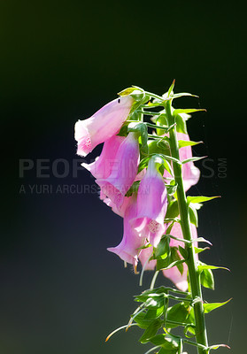 Buy stock photo Outdoor, flowers and growth in nature, blossom and season for plants, color and fresh in ecosystem. Peace, green and floral in environment, vegetation and petals of foxgloves, sustainable and Europe