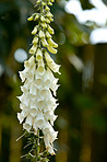 Colorful foxgloves - digitalis purpurea