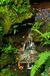 Pond and waterfall in my garden