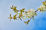 Mirabella blooming in springtime