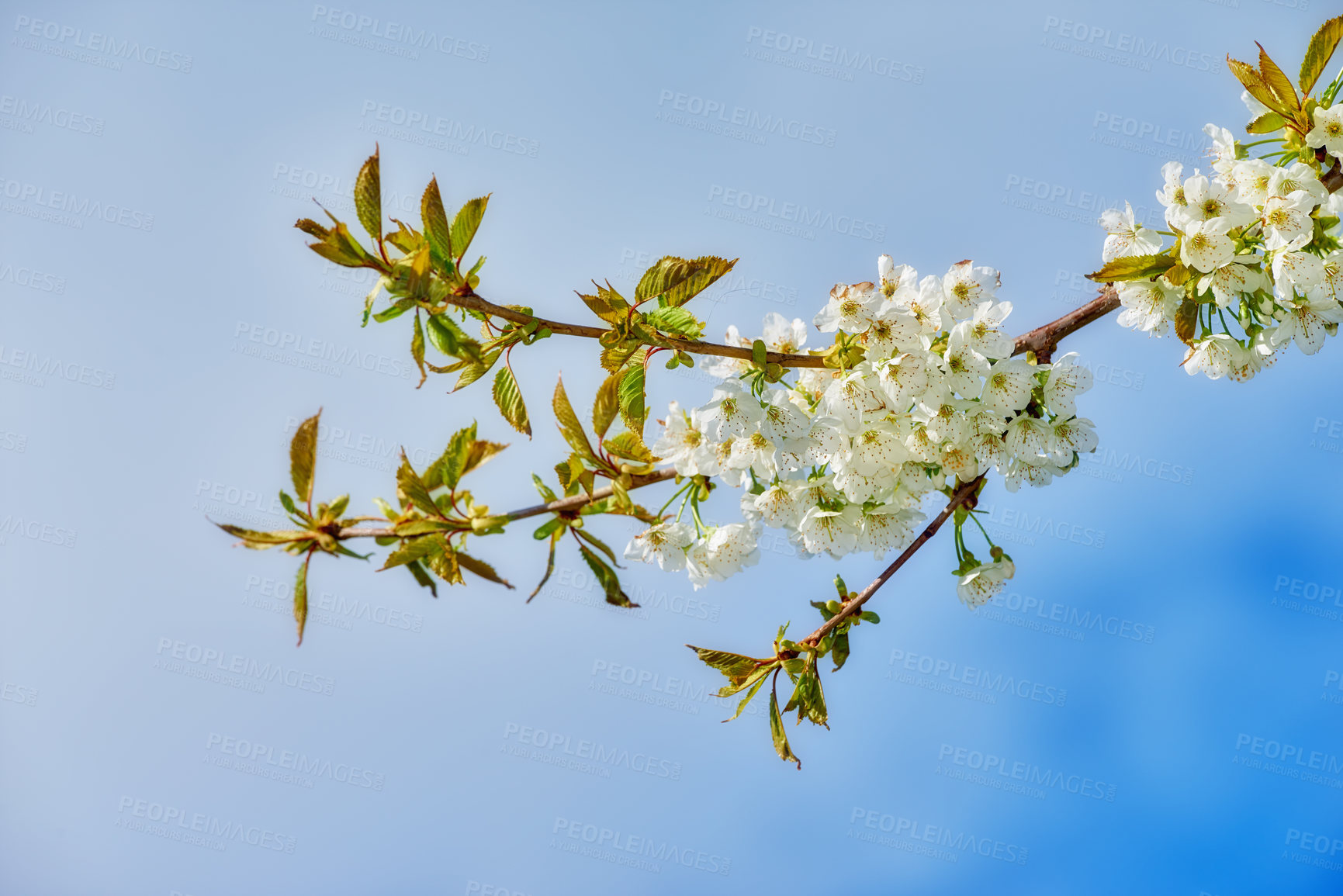 Buy stock photo Outdoor, flowers and growth in nature, sky and season for plants, fresh and blossom in ecosystem. Peace, green and floral in environment, vegetation and petals of mirabelle, sustainable and Europe