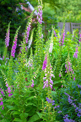 Buy stock photo Foxgloves (digitalis purpurea) in full bloom