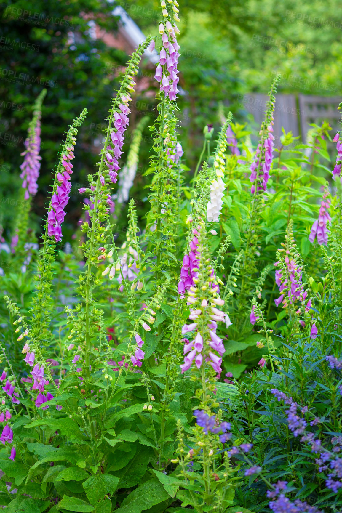 Buy stock photo Foxgloves (digitalis purpurea) in full bloom