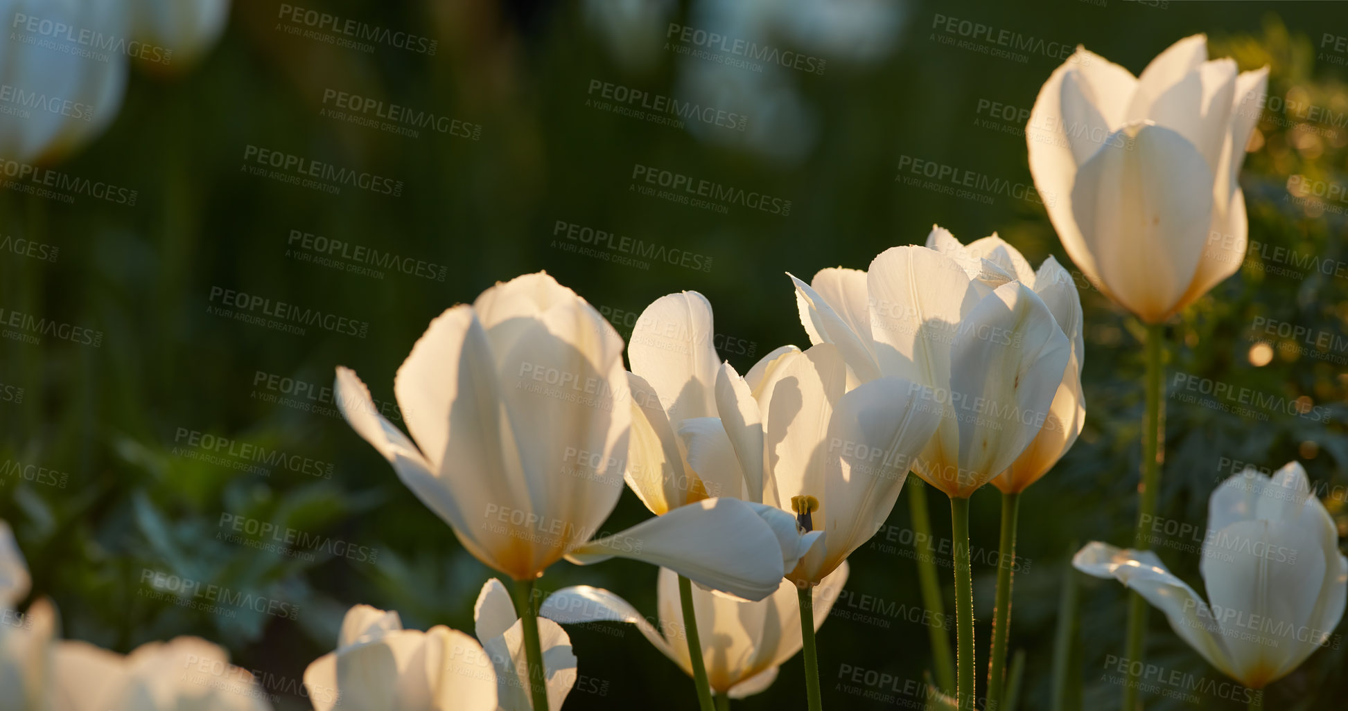 Buy stock photo Spring, flowers and growth in nature, sprout and season for plants, fresh and blossom in ecosystem. Peace, outdoor and sustainability of environment, vegetation and color of petals, tulips and Europe