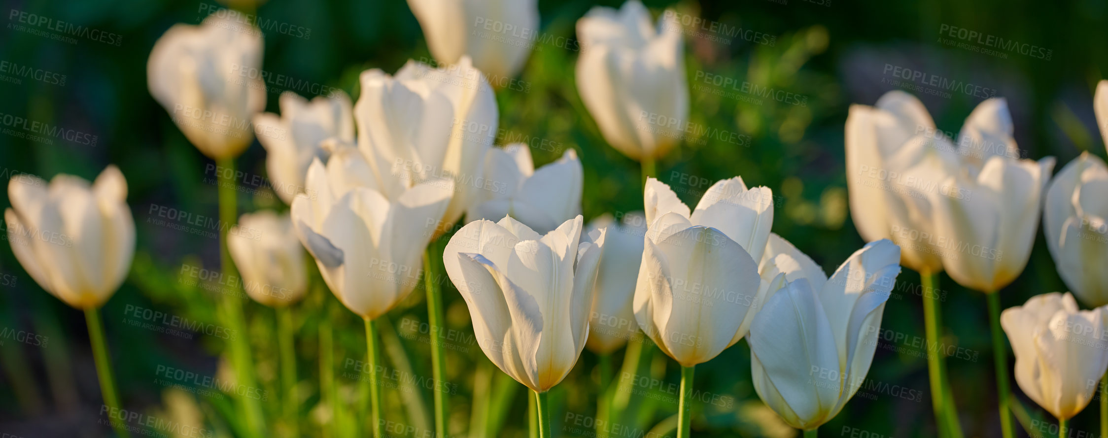 Buy stock photo Shot of garden flowers growing outside 