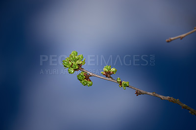 Buy stock photo Garden, nature and branch with bud of cherry tree for sustainable, development and future growth. Eco friendly, environment and sprout of plant by blue background for organic, blossom and botany