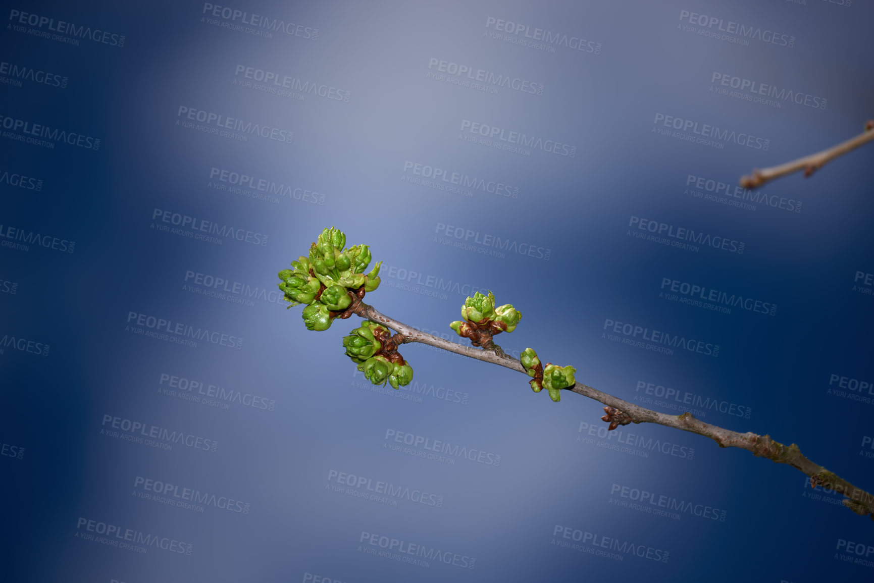 Buy stock photo Garden, nature and branch with bud of cherry tree for sustainable, development and future growth. Eco friendly, environment and sprout of plant by blue background for organic, blossom and botany