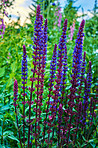 Colorful foxgloves - digitalis purpurea