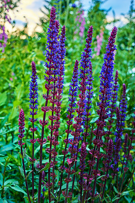 Buy stock photo Closeup of Foxgloves flowers blossoming in a park in nature. Many digitalis purpurea growing and blooming in a field in summer. Beautiful purple flowering plants budding in a garden
