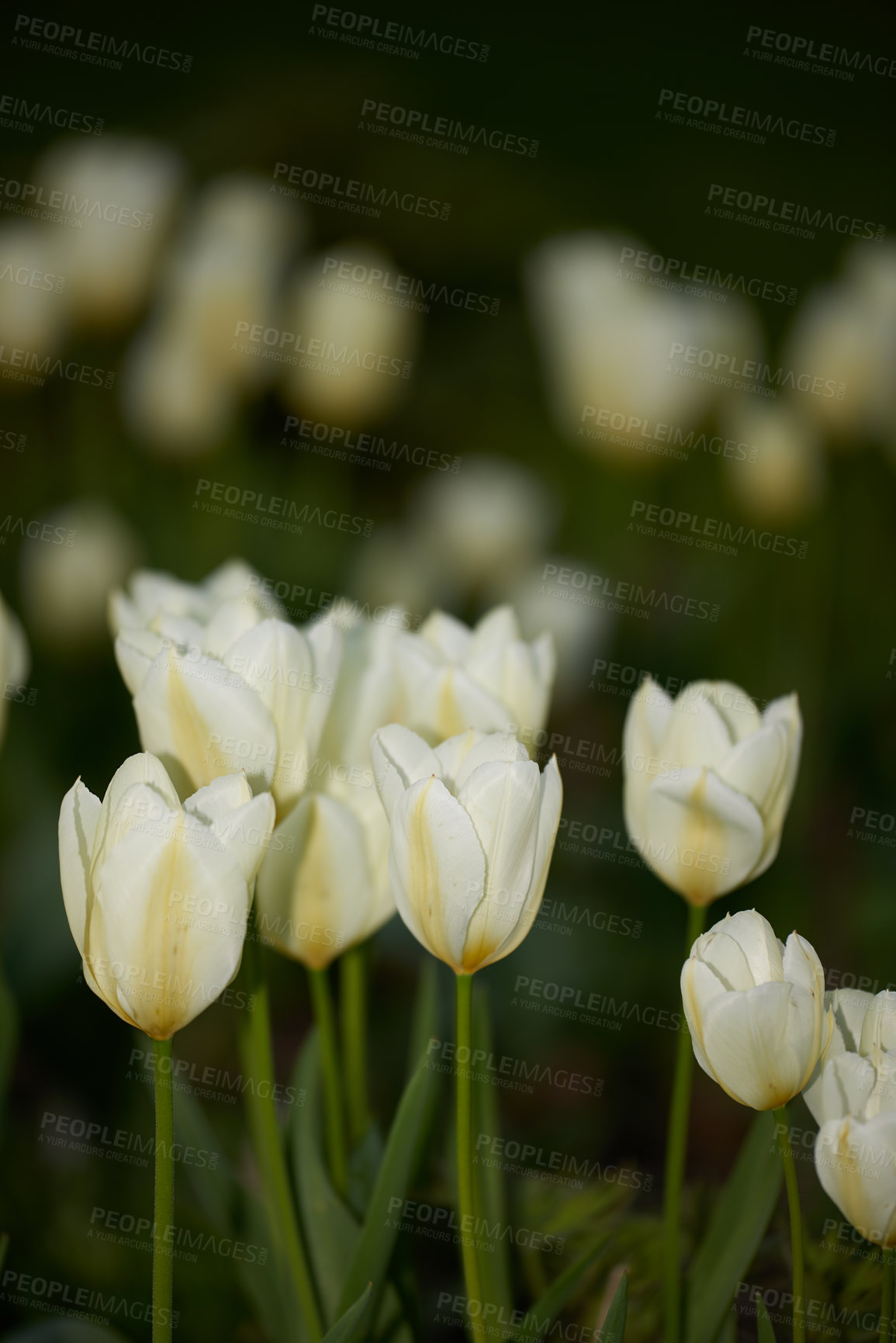 Buy stock photo Tulips, flowers and spring garden in nature ecosystem with colorful, petals or blossom for morning growth. Environment, floral bush and botany, bloom and landscape for ecology or countryside plant