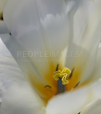 Buy stock photo Flower, tulip and macro in garden with nature, outdoor and spring with calm and plant growth. Peace, environment and flora with pollen, petals and floral in countryside with bloom and blossom