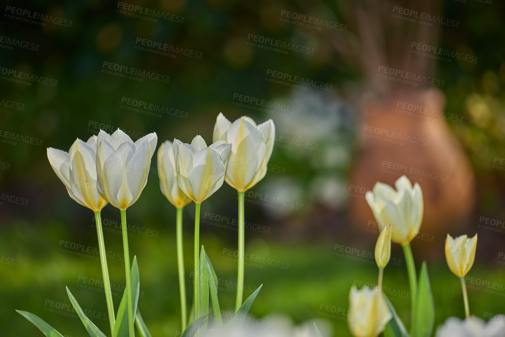 Buy stock photo Beautiful white tulips in my garden in early springtime