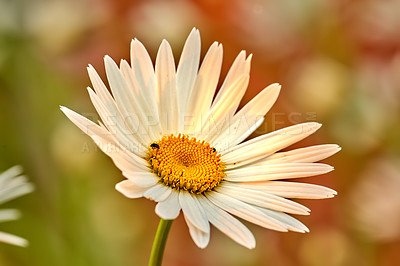 Buy stock photo Closeup of a white daisy flower growing in a garden in summer with blurred background. Marguerite plants blooming in botanical garden in spring. Bunch of cheerful wild flower blooms in the backyard