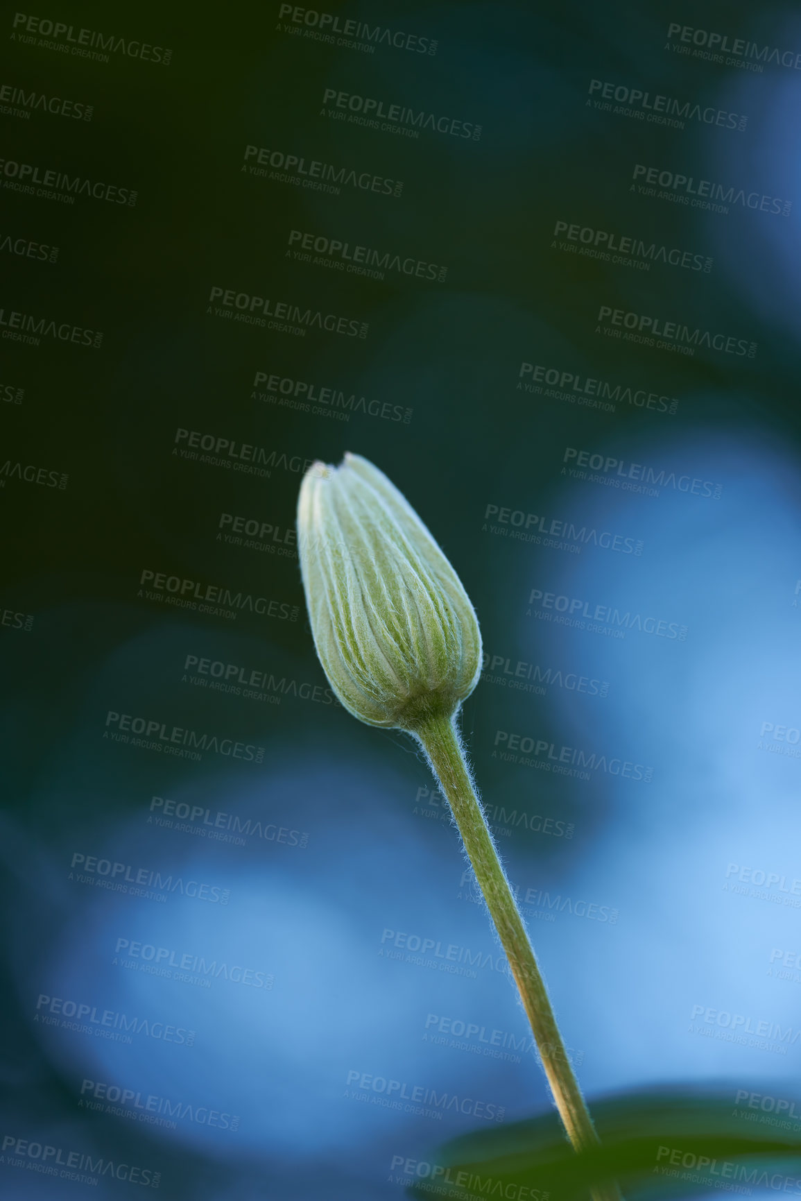 Buy stock photo Single flower bud isolated on blue background with bokeh for stunning nature scene. One closed clematis bloom against dark navy copyspace in spring with contrast. Delicate soft plant growing outside