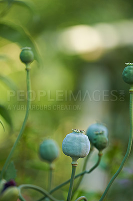 Buy stock photo Plants, opium poppies and growth in garden for herbs, medicine or drugs in green countryside. Floral, breadseed poppy or flower at farm for agriculture production, ecology or spring harvest in nature