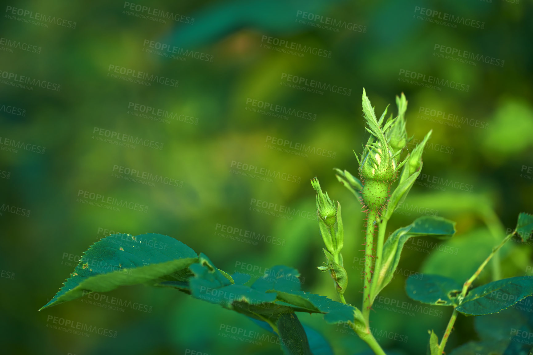 Buy stock photo Group of rose buds on a green stem budding before blossoming and blooming in the garden and backyard at home. Closeup of delicate flowers growing on a wild bush with a bokeh background and copyspace