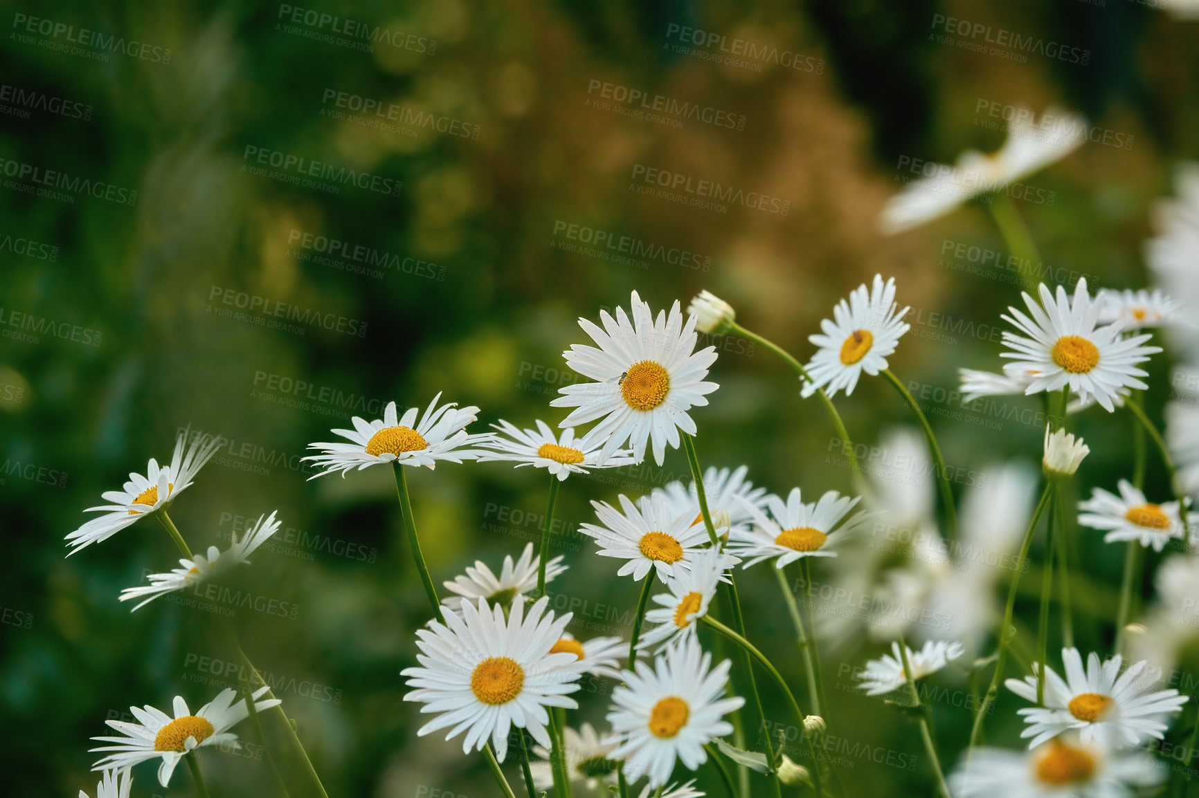 Buy stock photo Flower bed with white daisies or Marguerite flower growing in a field or garden in summer or springtime. Closeup of beautiful white flowerhead blooming or blossoming on a bush outdoors in nature