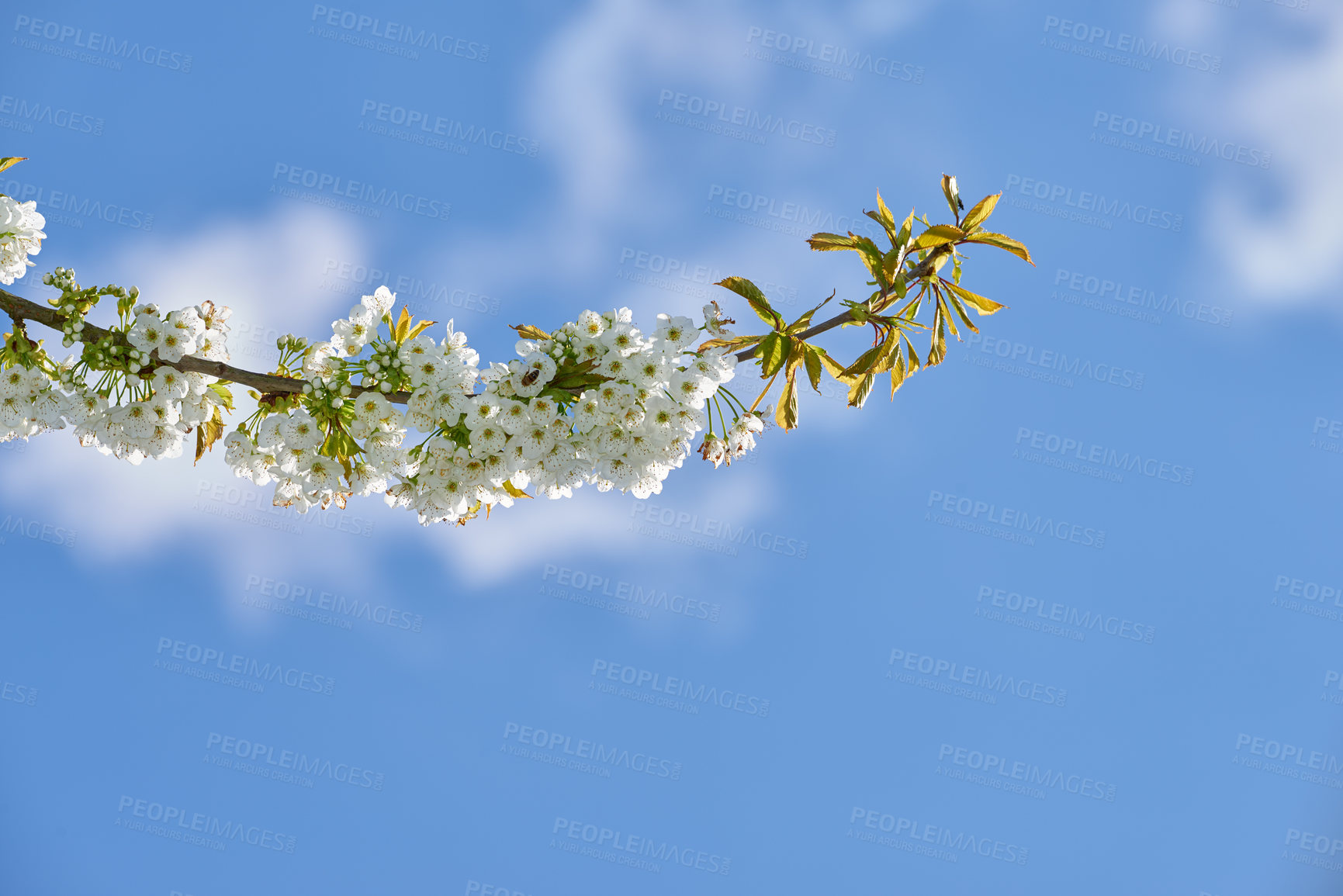 Buy stock photo Pure white mirabelle or Prunus Domestica flowers growing on a plum tree in a garden from below against a blue sky background with copyspace. Closeup of fresh and delicate plants growing in springtime