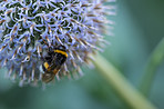 Globe Thistle flowers