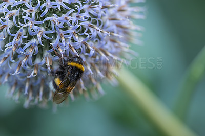 Buy stock photo Large bumble bee on a thistle. Purple flower Echinops sphaerocephalus. Blue great globe thistle or pale purple flowering plant. Bumble bee and Perfect attracting pollinator blossoming flower. 