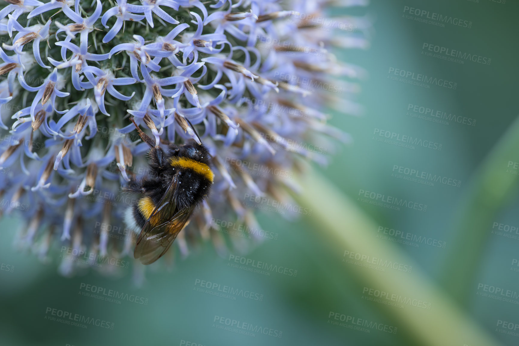 Buy stock photo Large bumble bee on a thistle. Purple flower Echinops sphaerocephalus. Blue great globe thistle or pale purple flowering plant. Bumble bee and Perfect attracting pollinator blossoming flower. 