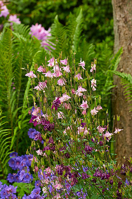 Buy stock photo Group of pink and purple columbine and meadow cranesbill flowers blossoming and growing in a home garden. Vibrant lush aquilegia granny bonnet plants blooming and flowering on stems in a backyard