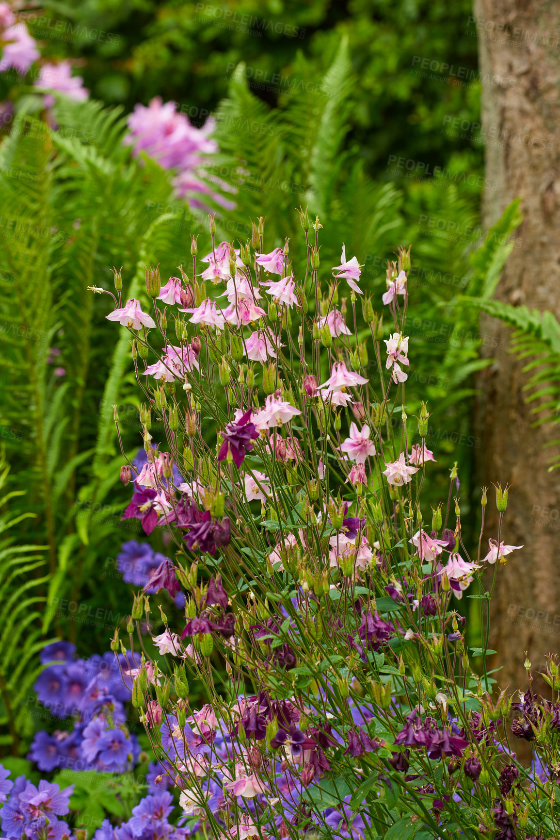 Buy stock photo Group of pink and purple columbine and meadow cranesbill flowers blossoming and growing in a home garden. Vibrant lush aquilegia granny bonnet plants blooming and flowering on stems in a backyard