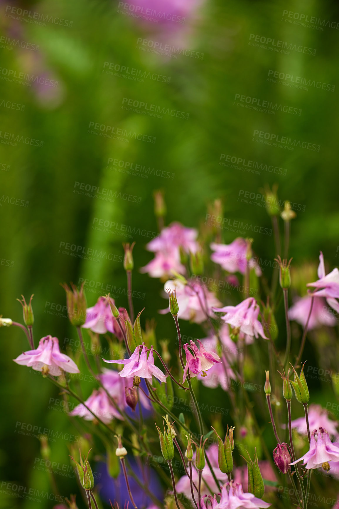Buy stock photo Group of vibrant, pink columbine flowers blossoming and growing in remote field or home garden. Closeup of delicate, fresh aquilegia granny bonnet plants blooming, flowering on in a backyard